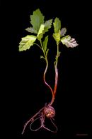 acorn oak sprout