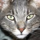 Dakin, animal rescue. animal adoption, no kill shelter