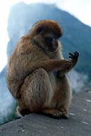 Barbary Ape, Macaques, Rock of Gibraltar